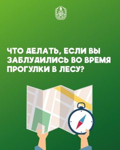 Когда лес становится лабиринтом: что делать, если вы заблудились во время прогулки.
